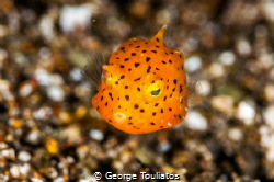 Yellow speck!!! by George Touliatos 